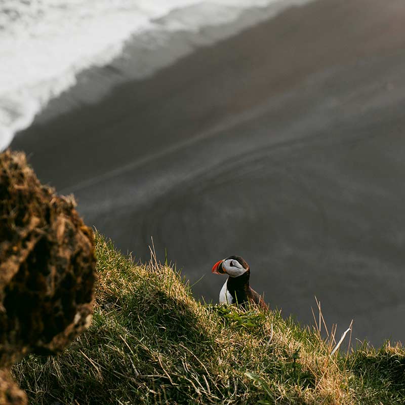 avistamiento de frailecillos de islandia